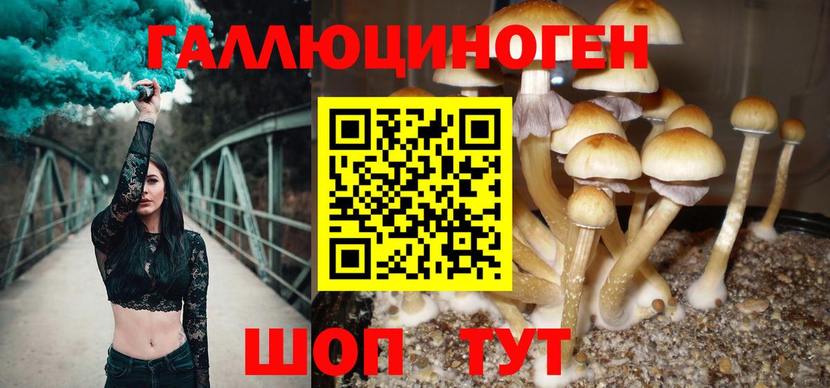 Псилоцибиновые грибы MAGIC MUSHROOMS  Вход с VPN  Вольск  Псилоцибиновые грибы прущие грибы 